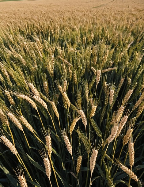  Agri Green Crop Science PVT Ltd 