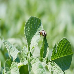  Agri Green Crop Science PVT Ltd 
