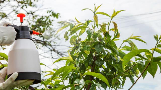 Fungicides Explained: Protecting Crops from Hidden Enemies