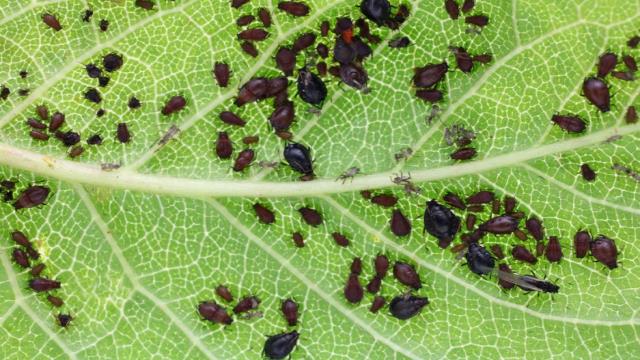 Insecticides: The First Line of Defense Against Crop Pests