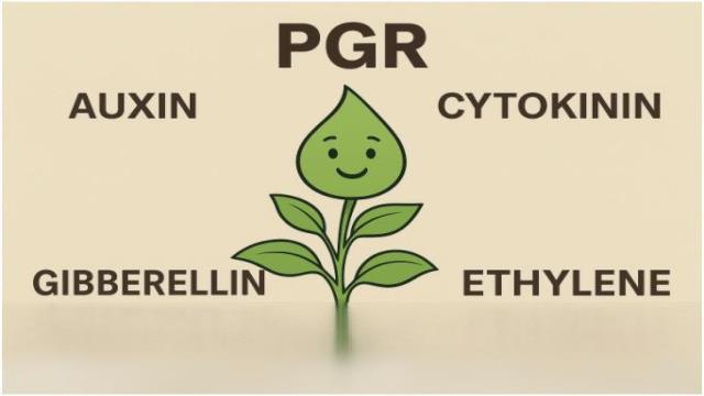 Plant Growth Regulators (PGR): Boosting Crop Performance Naturally