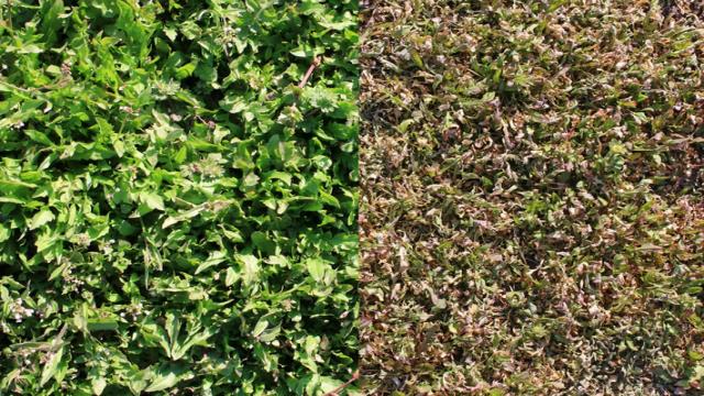 Herbicides: Winning the Battle Against Weeds