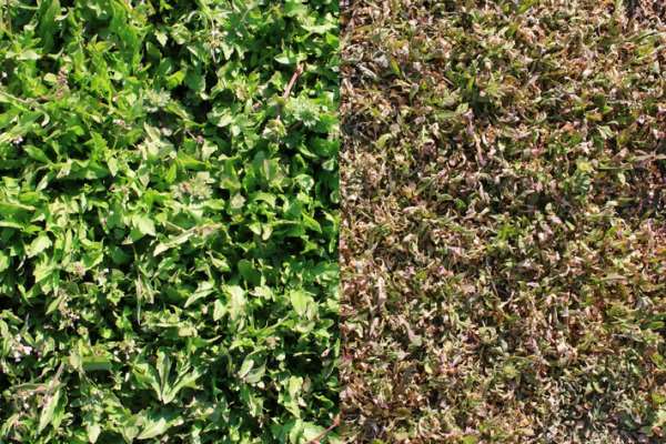  Agri Green Crop Science PVT Ltd 